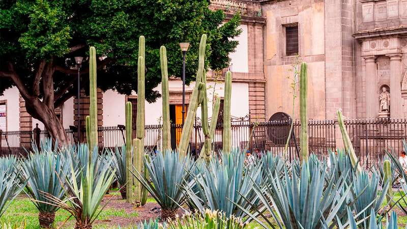 Mexico City: Historic Downtown Walking Tour - Zócalo square and Hernán Cortés’s resting place