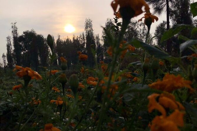 Xochimilco Sunrise from Mexico - Price and value: what $156 buys you in real terms